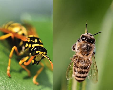 pictures of bees and wasps